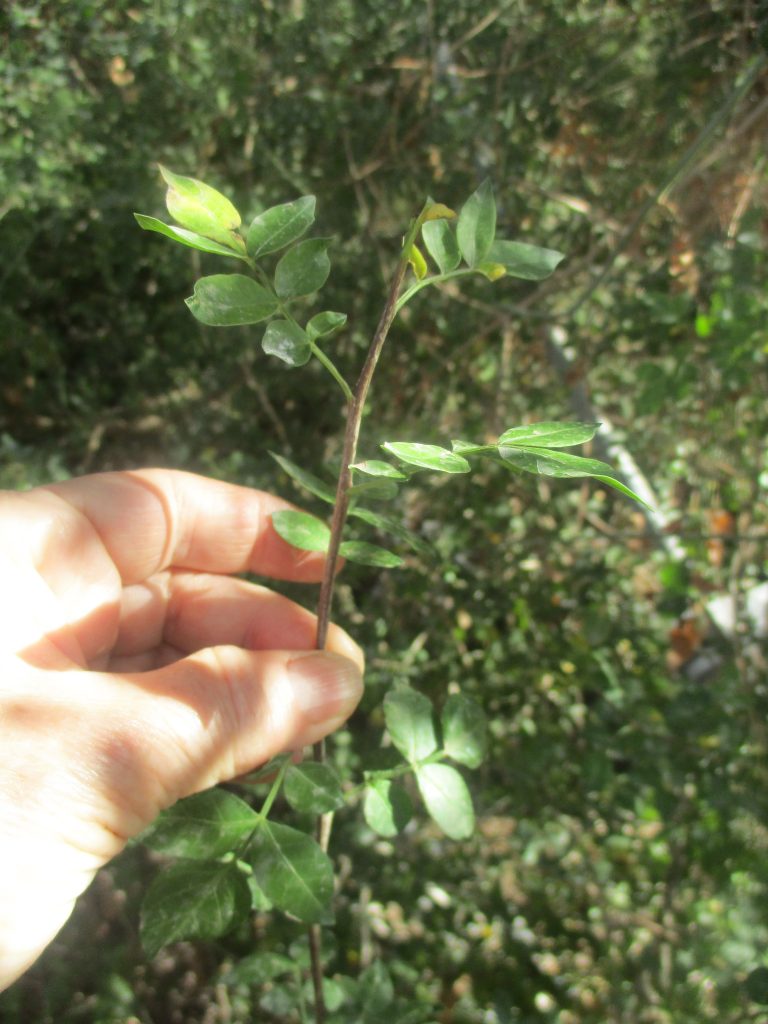 Balsam, C. gileadensis, growing at Guy Ehrlich's farm in Almog , Jordan River Valley.