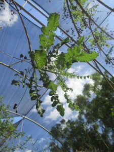 Frankincense growing at Balm of Gilead farm. The netting above the trees provides protection fro full strength of sunlight.